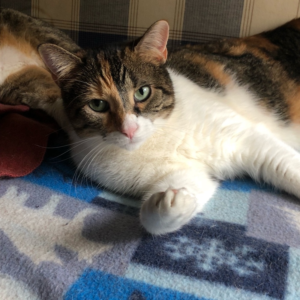 Meet your Posher, Lia